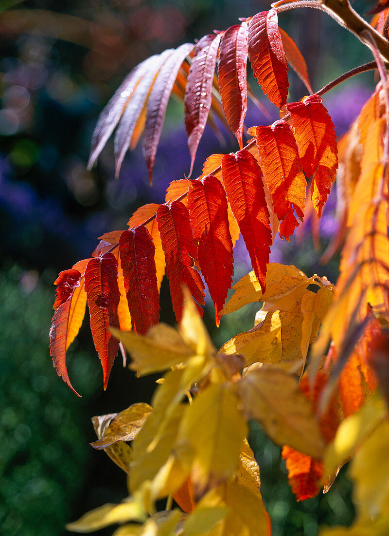 Red autumn leaves of Rhus typhina (vinegar tree)