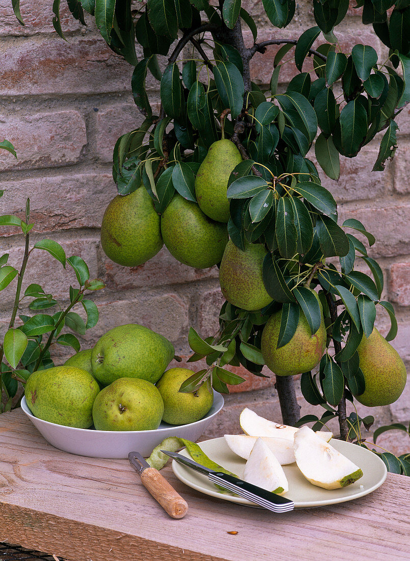 Pyrus 'Köstliche von Charneux' (Birnen)