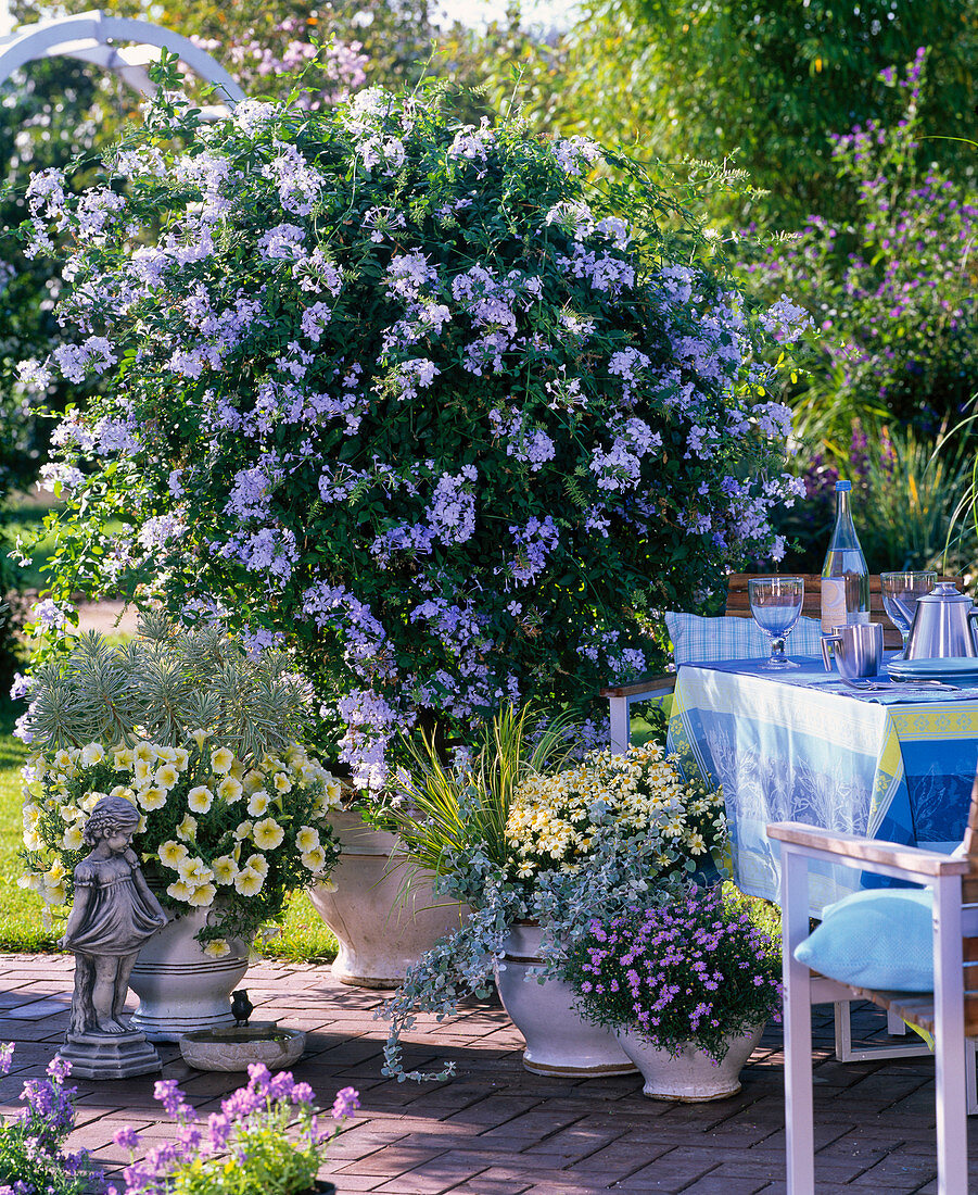 Plumbago (plumbago), Petunia 'Vanilia' (petunia), Euphorbia