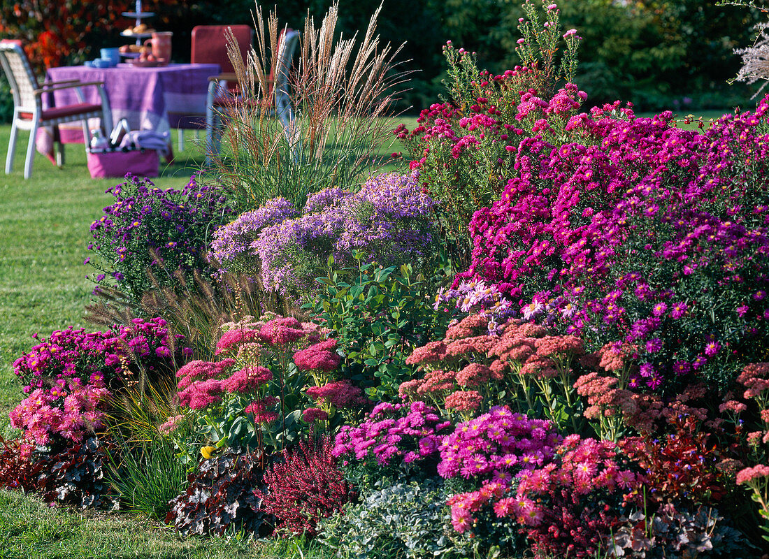 Aster (Herbstastern), Sedum (Fetthenne), Pennisetum