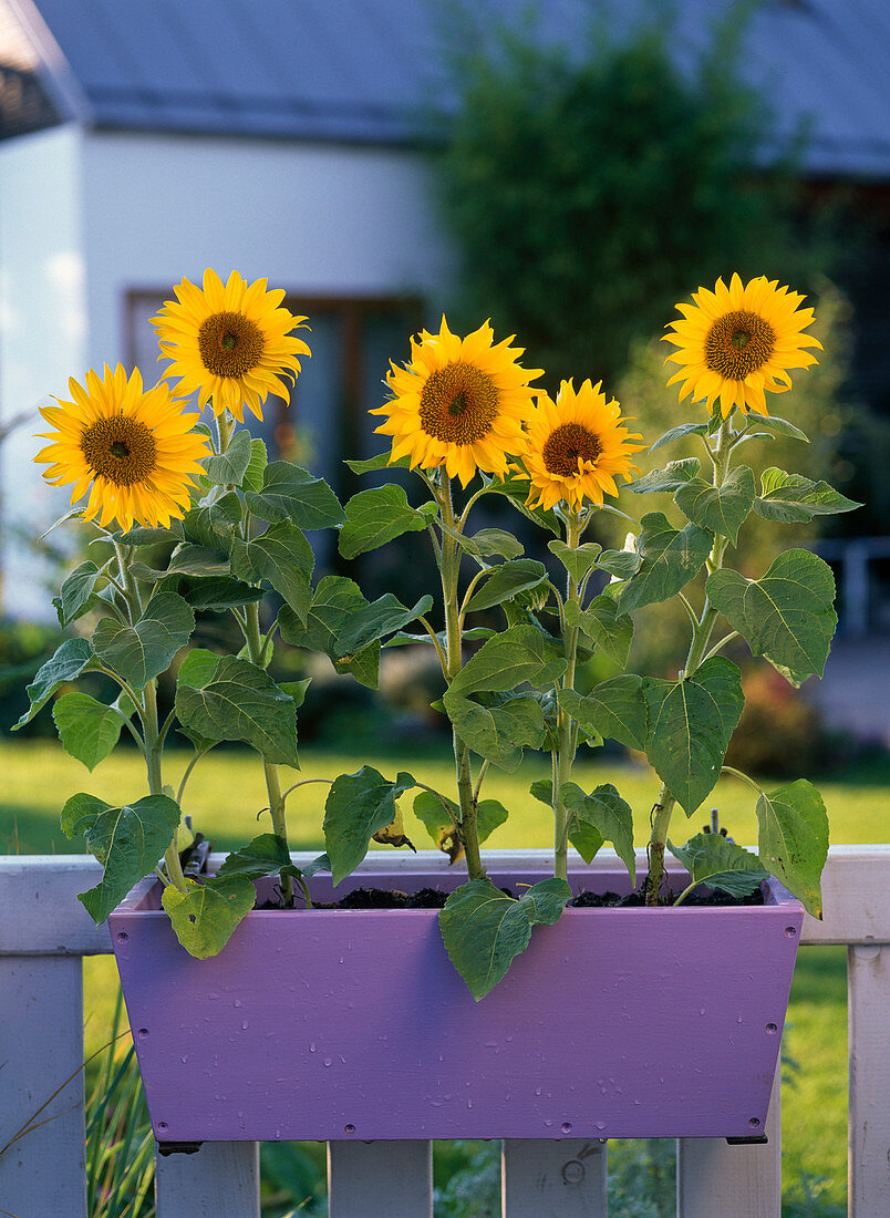 Helianthus (Sonnenblumen) in violettem Holzblumenkasten