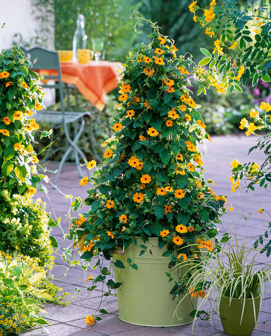 Thunbergia alata (Schwarzäugige Susanne) im hellgrünen