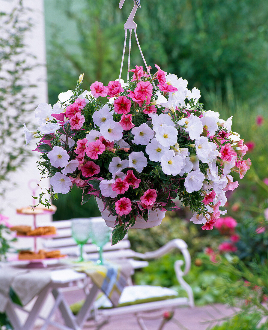 Hanging basket with Petunia 'Strawberry Frost', 'White Improved'