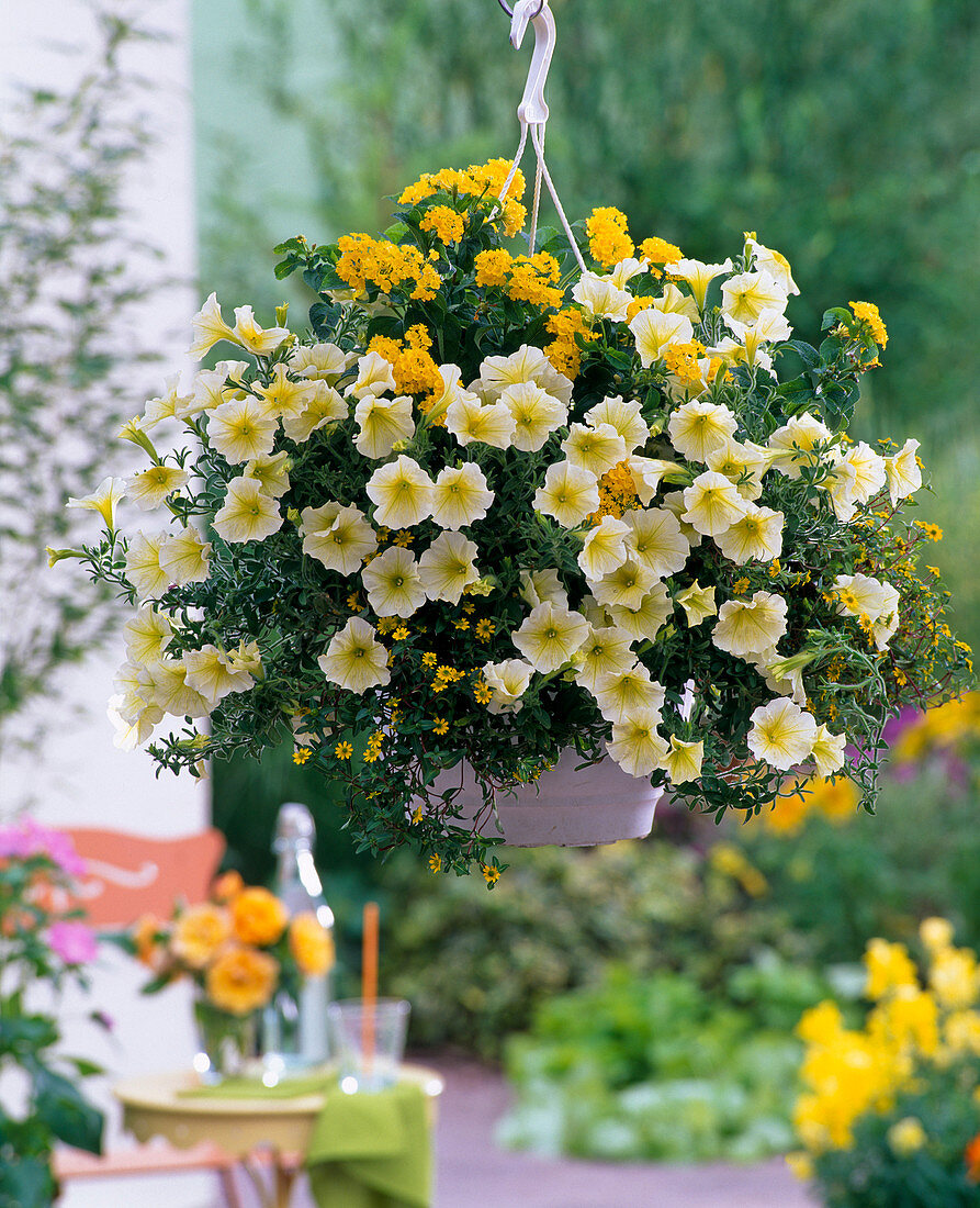 Petunia 'Vanilia', Lantana