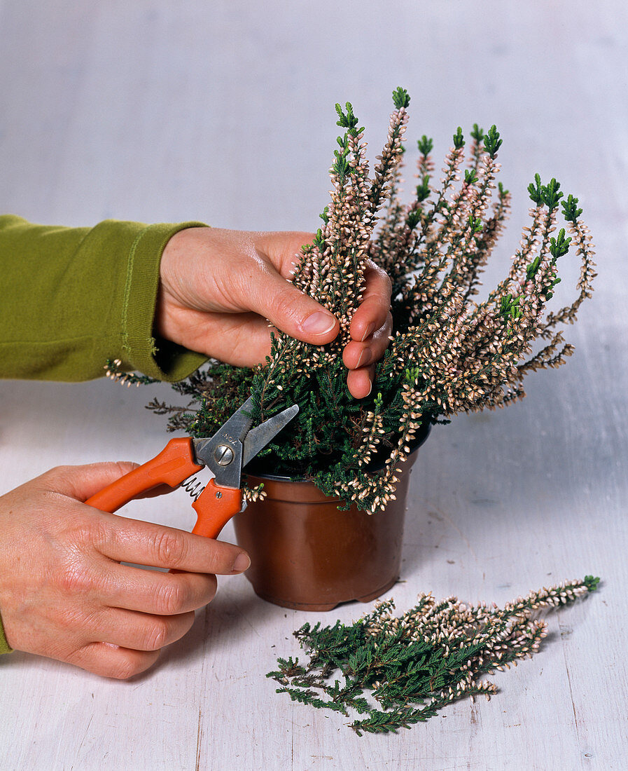 Calluna vulgaris (Sommerheide) zurückschneiden