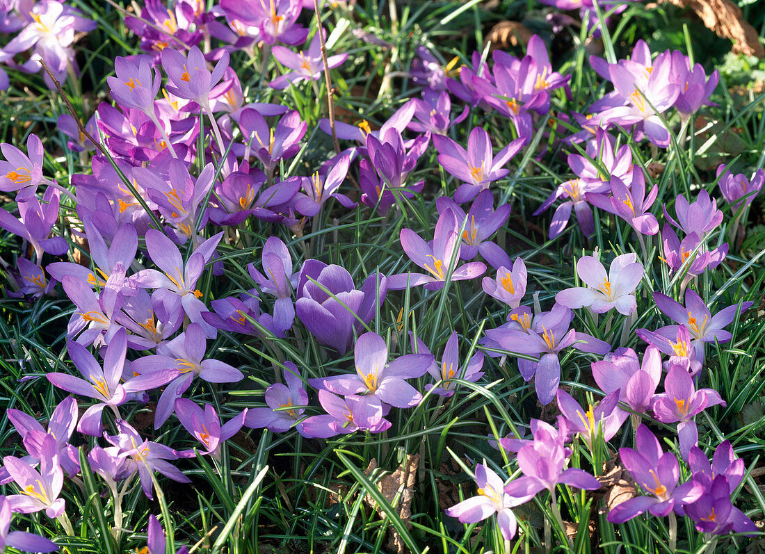 Crocus tommasinianus (Wildkrokussteppich)