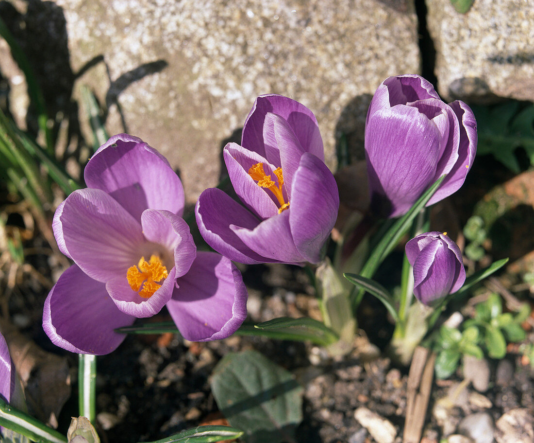 Crocus (Krokus) im Steingarten