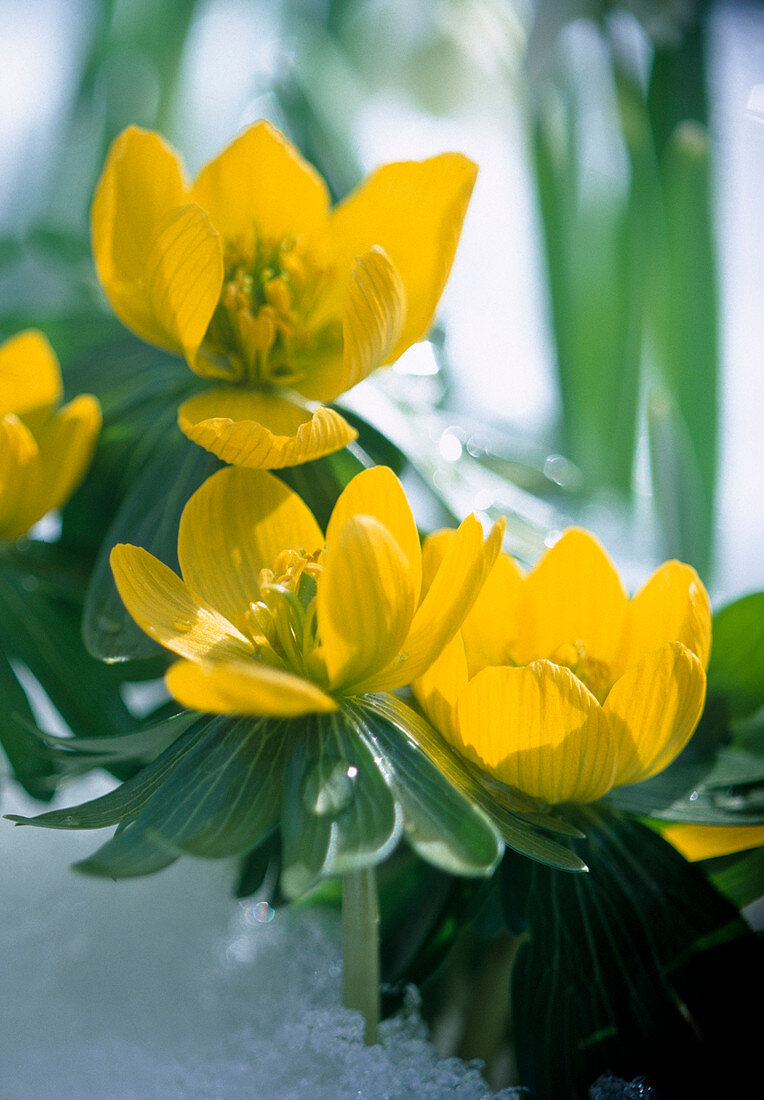 Eranthis hyemalis (winter aconite) in the snow