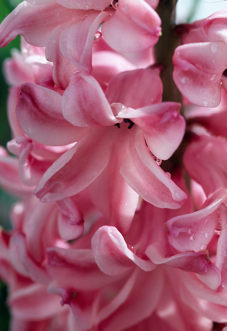 Hyacinthus orientalis 'Fondant'