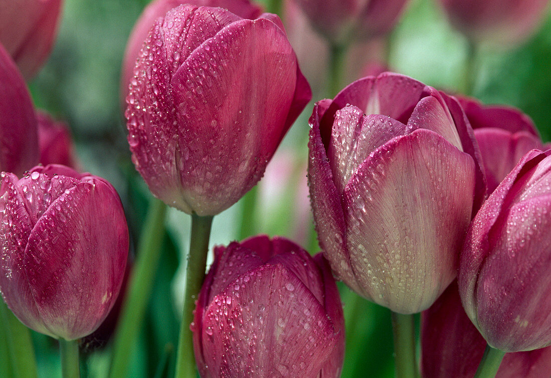 Tulip 'Don Quichote'