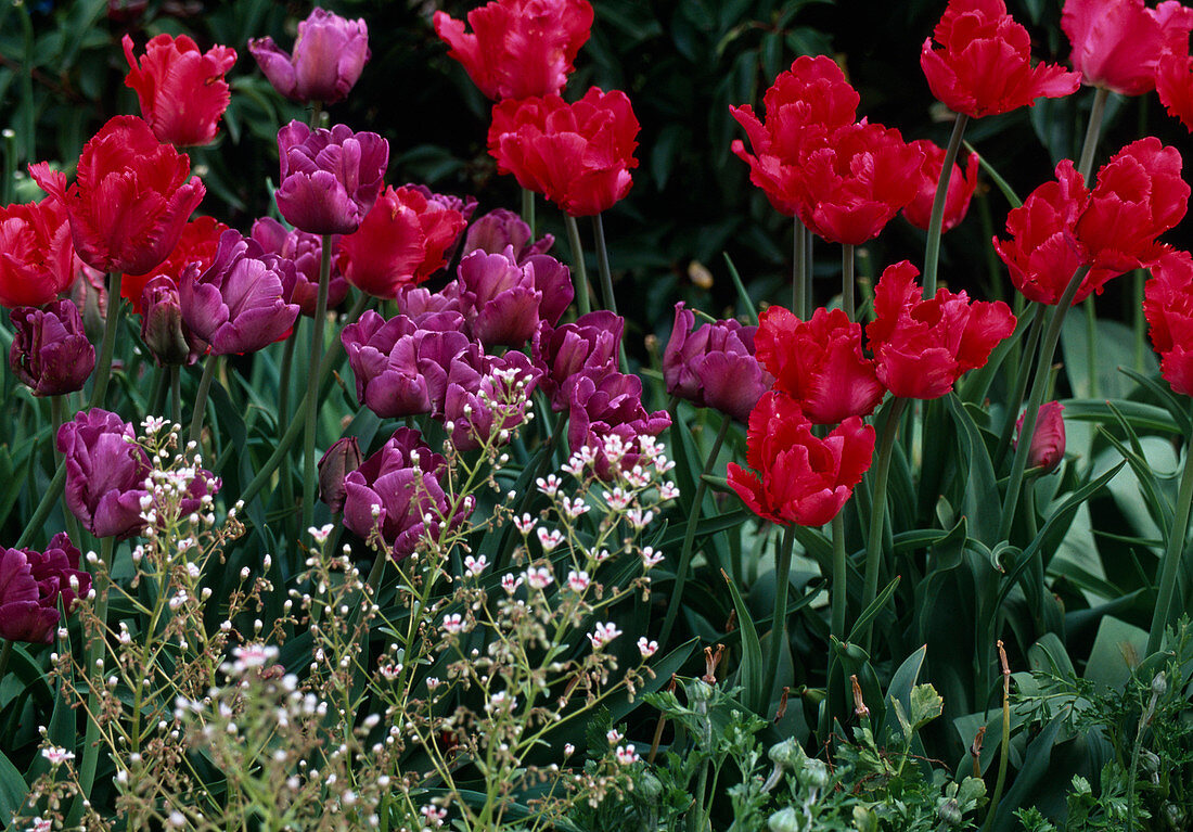 Tulipa hybrid 'Erna Lindgreen' (parrot tulip)