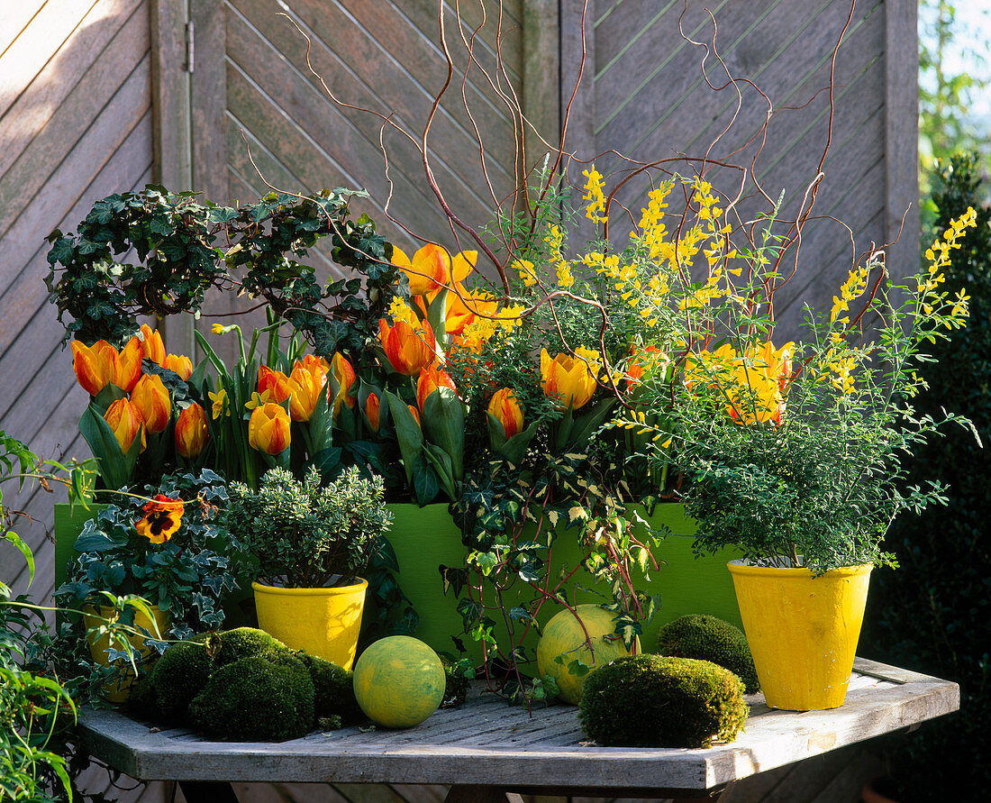 Tulipa (tulips), Cytisus (broom), Hedera (ivy), Viola