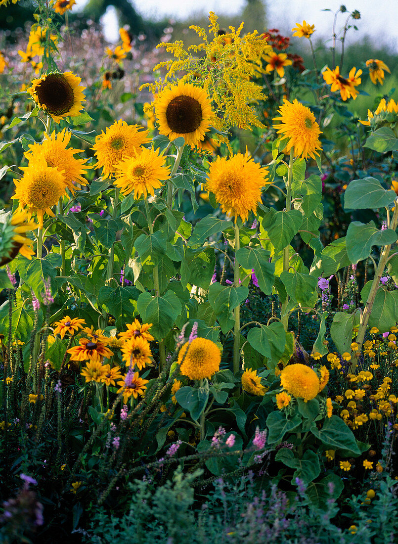 Helianthus (sunflowers), Rudbeckia hirta (coneflower)