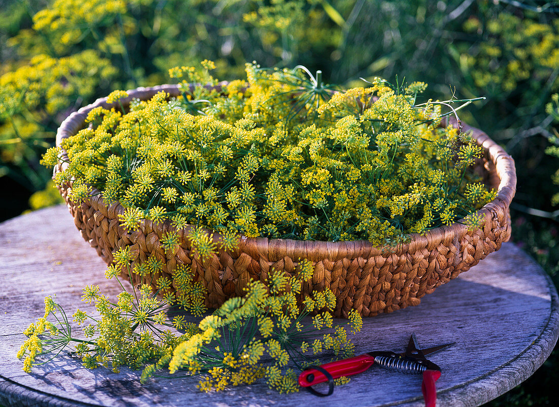 Freshly harvested foeniculum (fennel flowers)