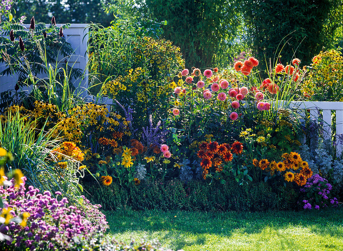 Colorful summer bed in front of white wooden fence