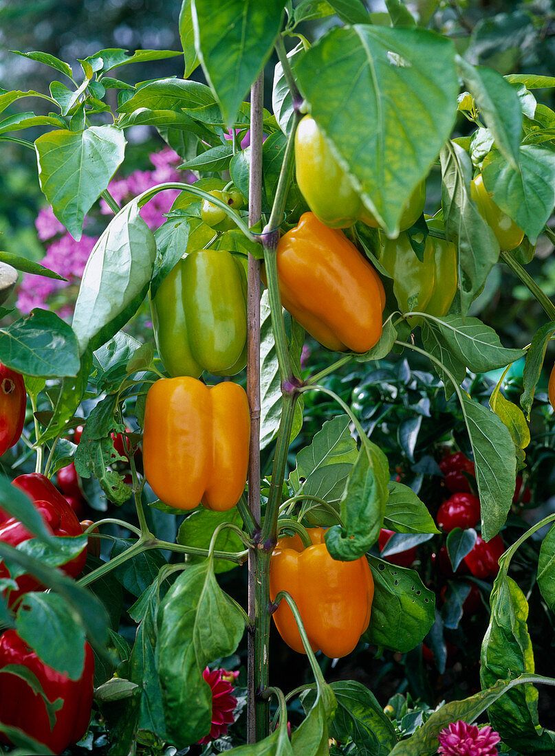 Capsicum 'Multi' f1 (Paprika) mit gelben Früchten