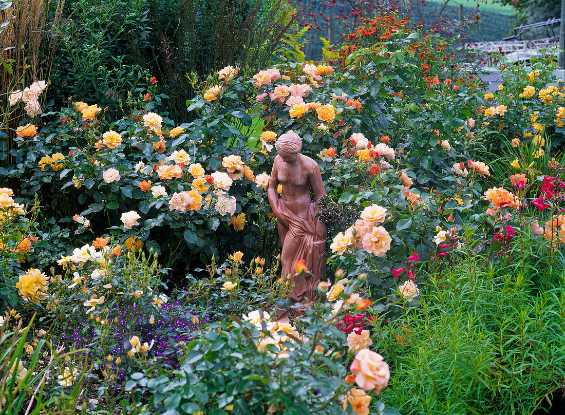 Pink 'Tequila' (bed rose), often flowering, no scent