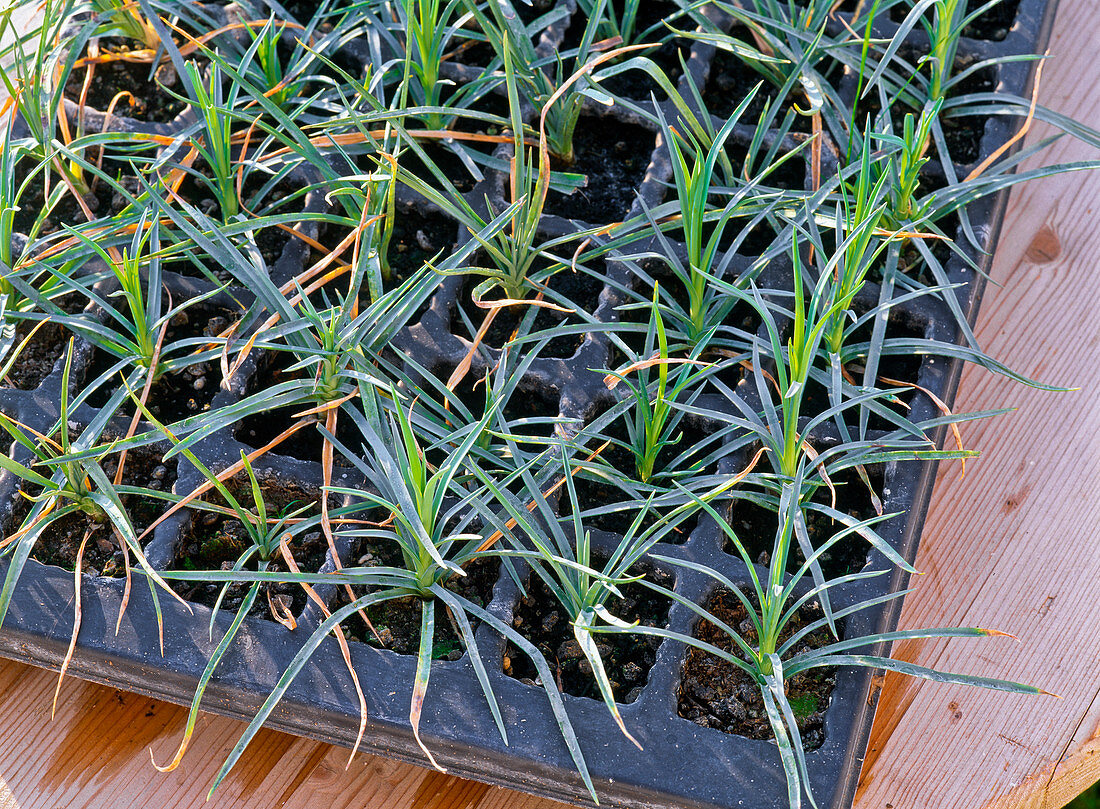 Dianthus (carnations), cuttings in potted tray