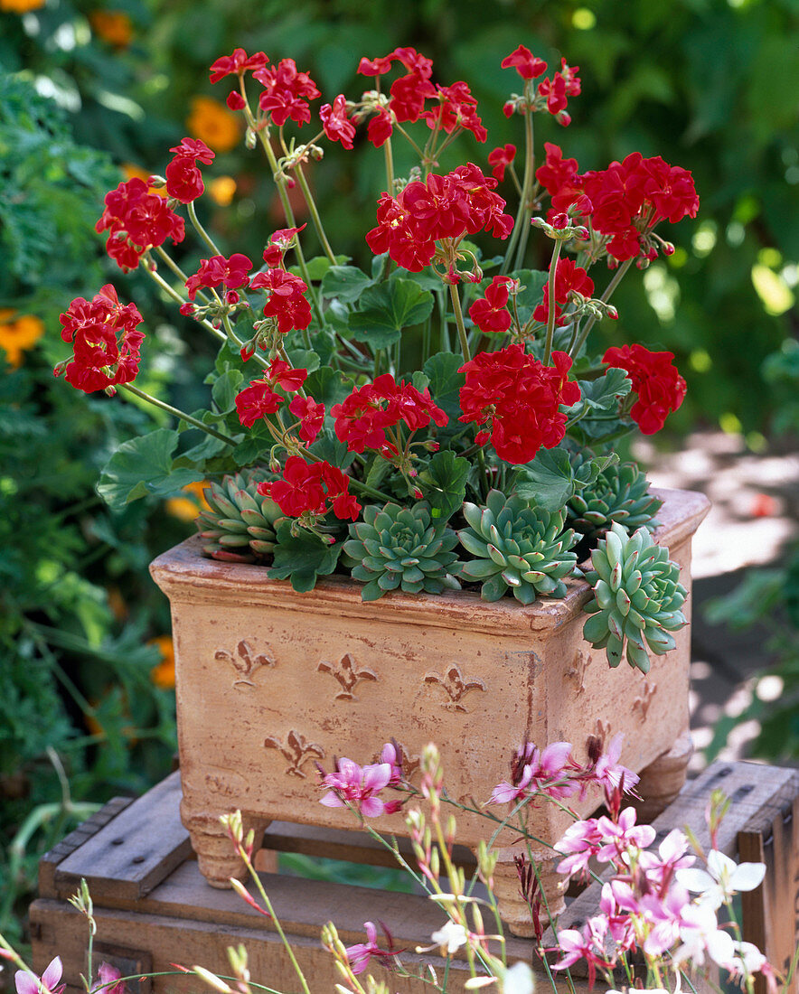 Pelargonium zonal Little Lady 'Scarlet' (Standing Geranium)