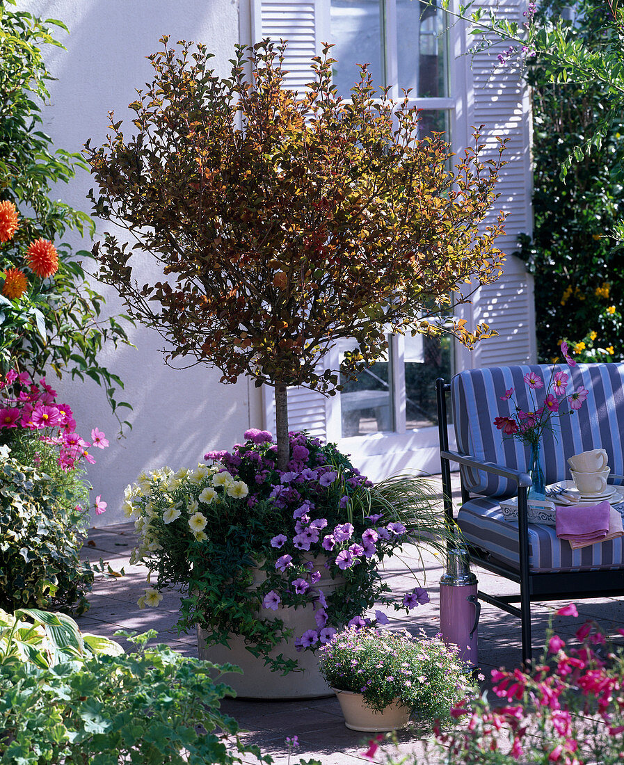 Syringa meyeri 'Palibin' (dwarf lilac), stem, underplanted