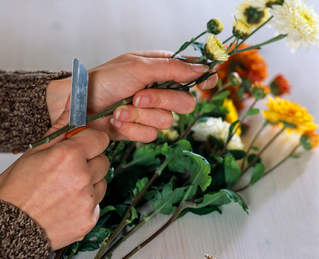 Slice Chrysanthemum (autumn chrysanthemum)