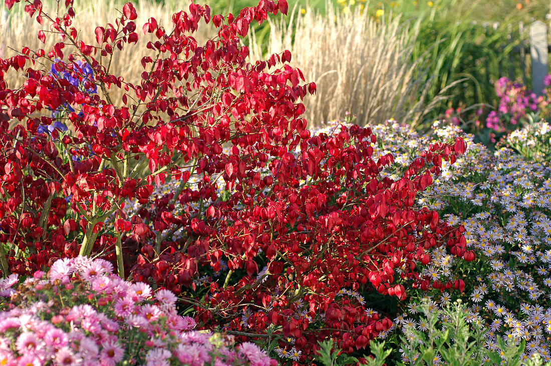 Euonymus alatus (Cork spindle bush)