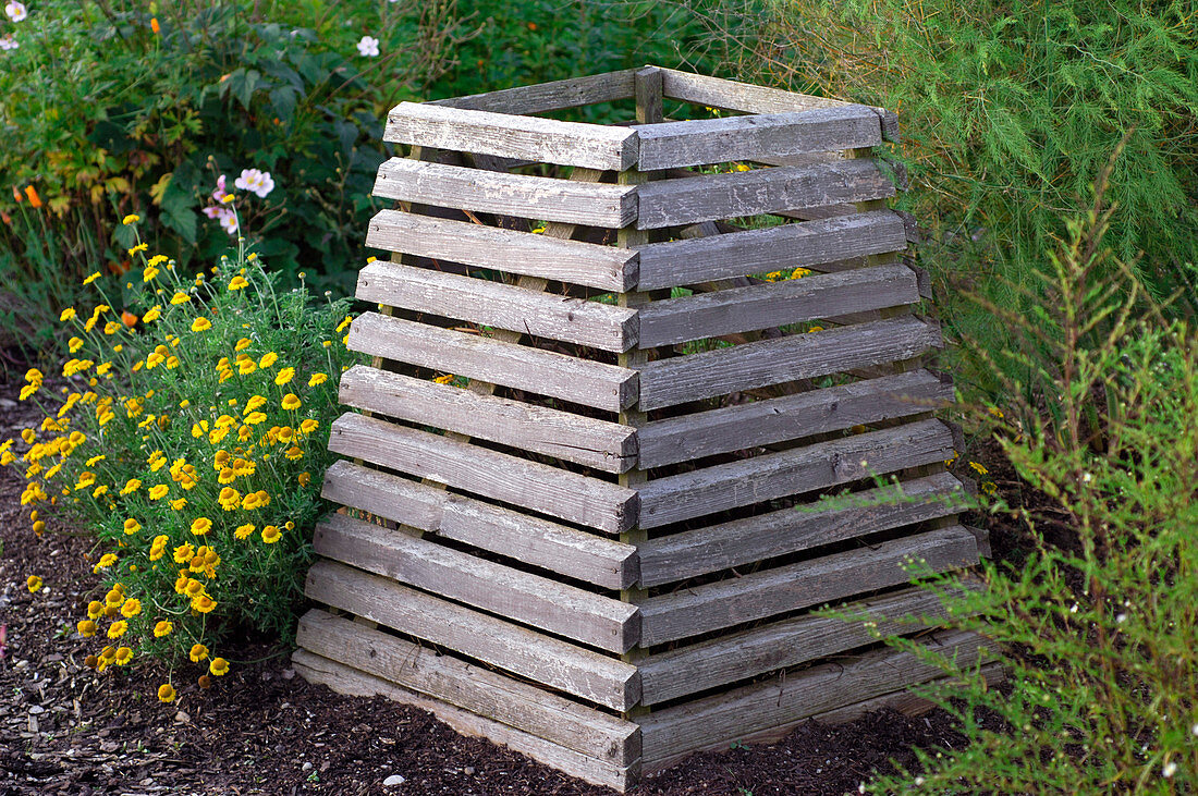 Compost container made of boards, Anthemis tinctoria (dyer's chamomile)