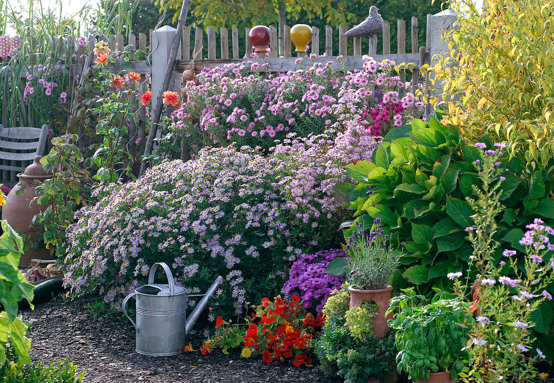 Aster ageratoides 'Asran' (Autumn aster), Aster novi-angliae