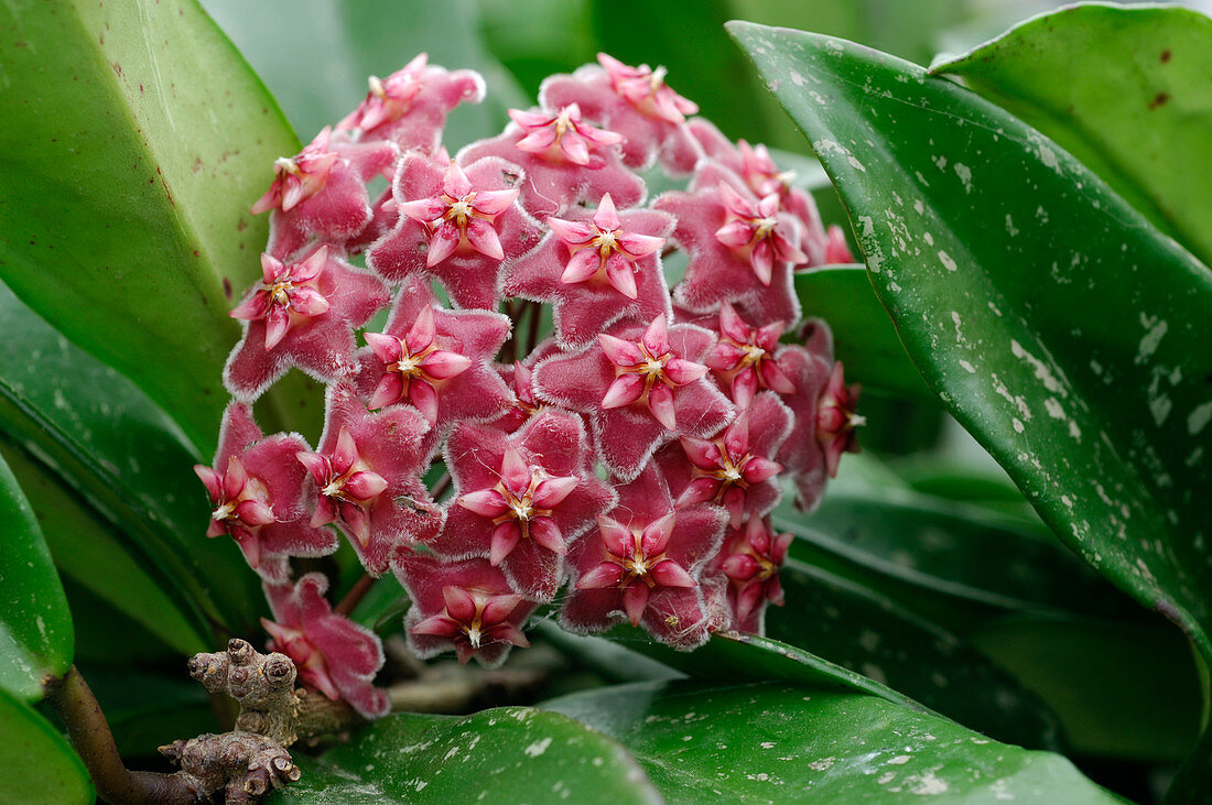 Hoya pubicalyx 'Silver Pink' (Wachsblume)