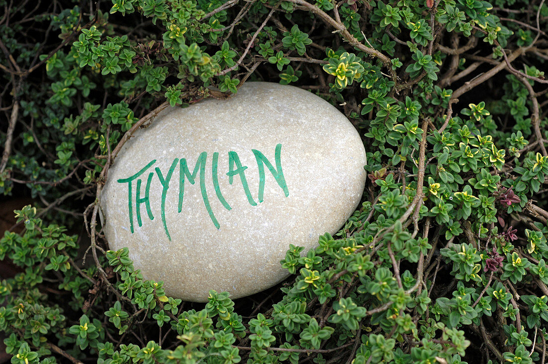 Inscribed stone as label in Thymus citriodorus (lemon thyme)