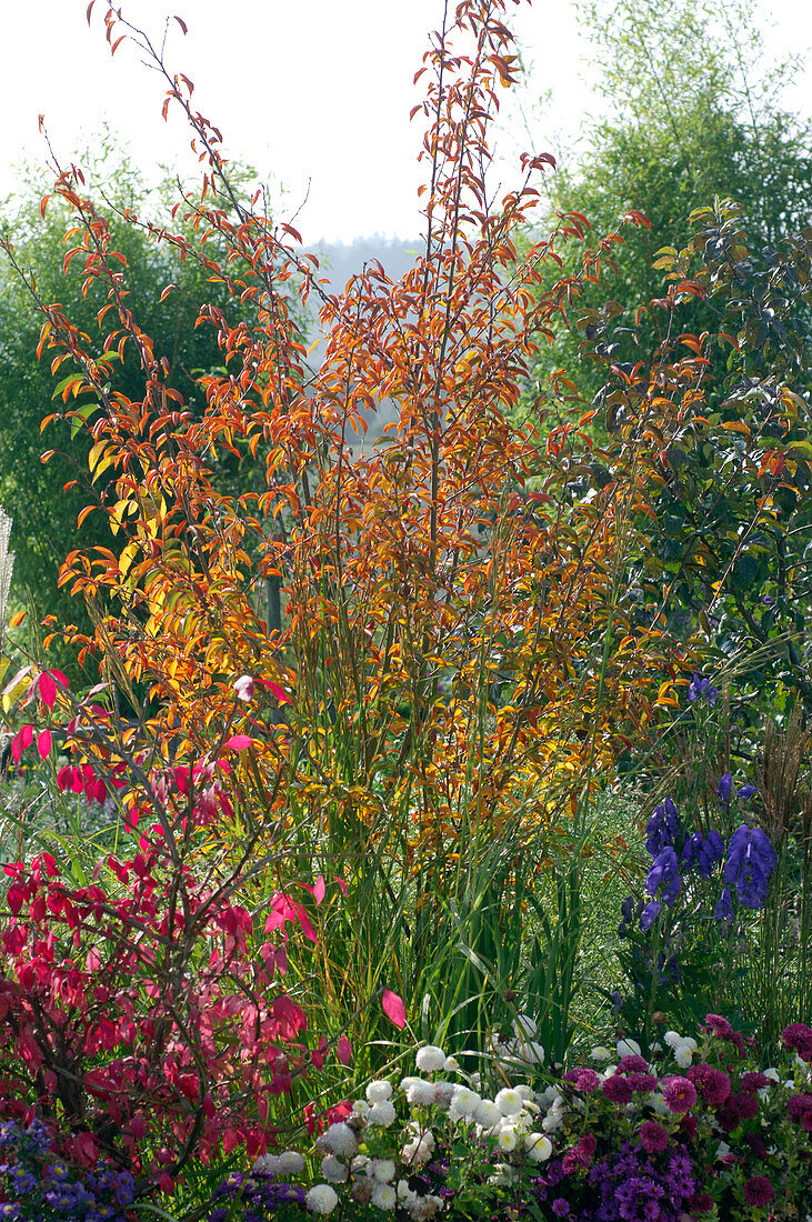 Prunus kurilensis 'Ruby' (pink Kurile cherry)