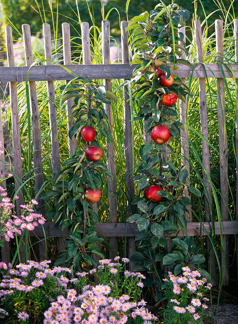 Malus Ballerina (pillar apple) in front of wooden fence, Aster (white wood aster)