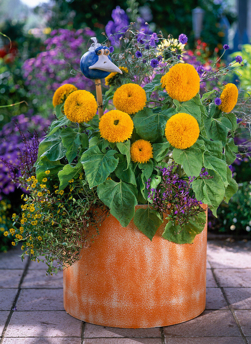 Helianthus 'Teddy Bear' (blooming Sunflowers), Sanvitalia