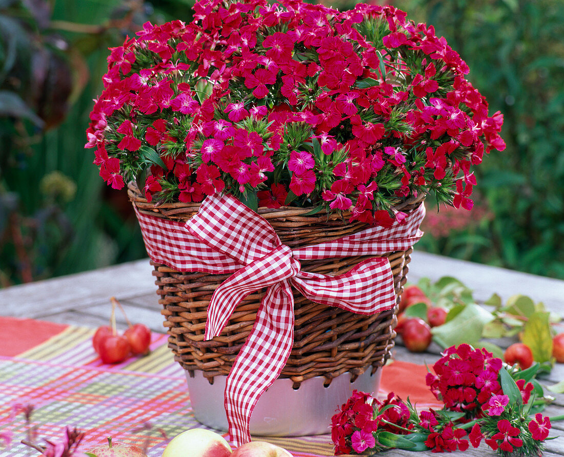 Dianthus barbatus (Bearded Carnation) in basket vase
