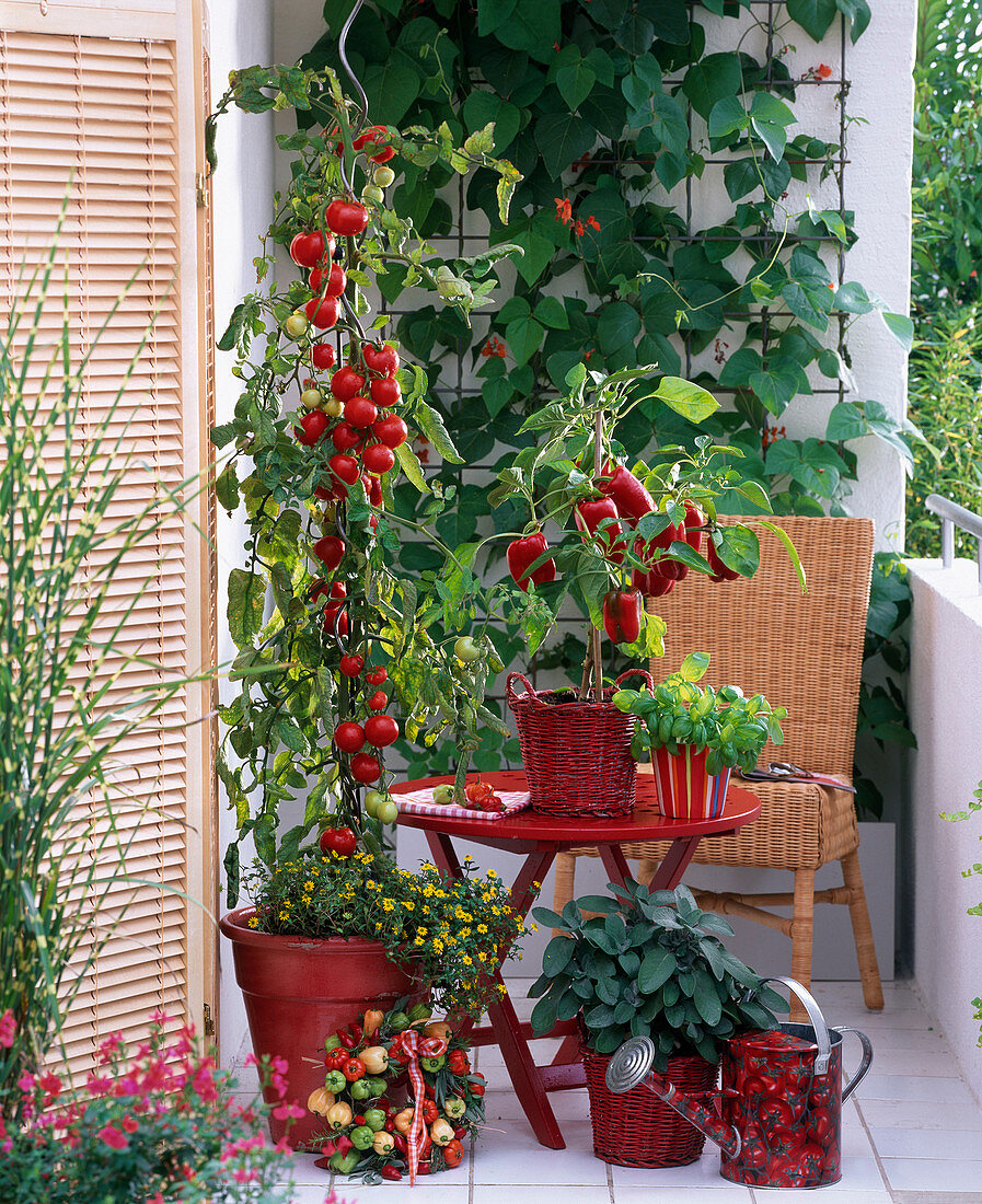 Snack terrasse with Lycopersicon, Capsicum, Salvia