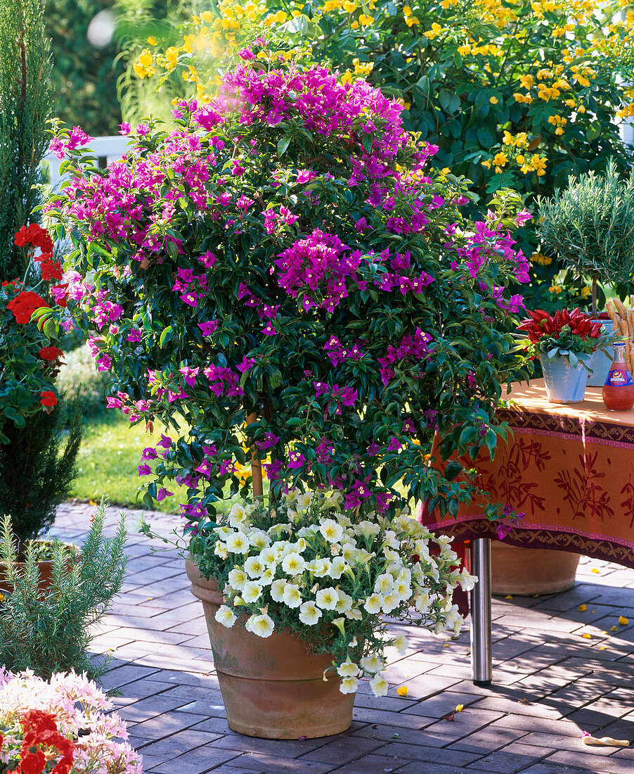 Bougainvillea underplanted with Petunia (petunia)