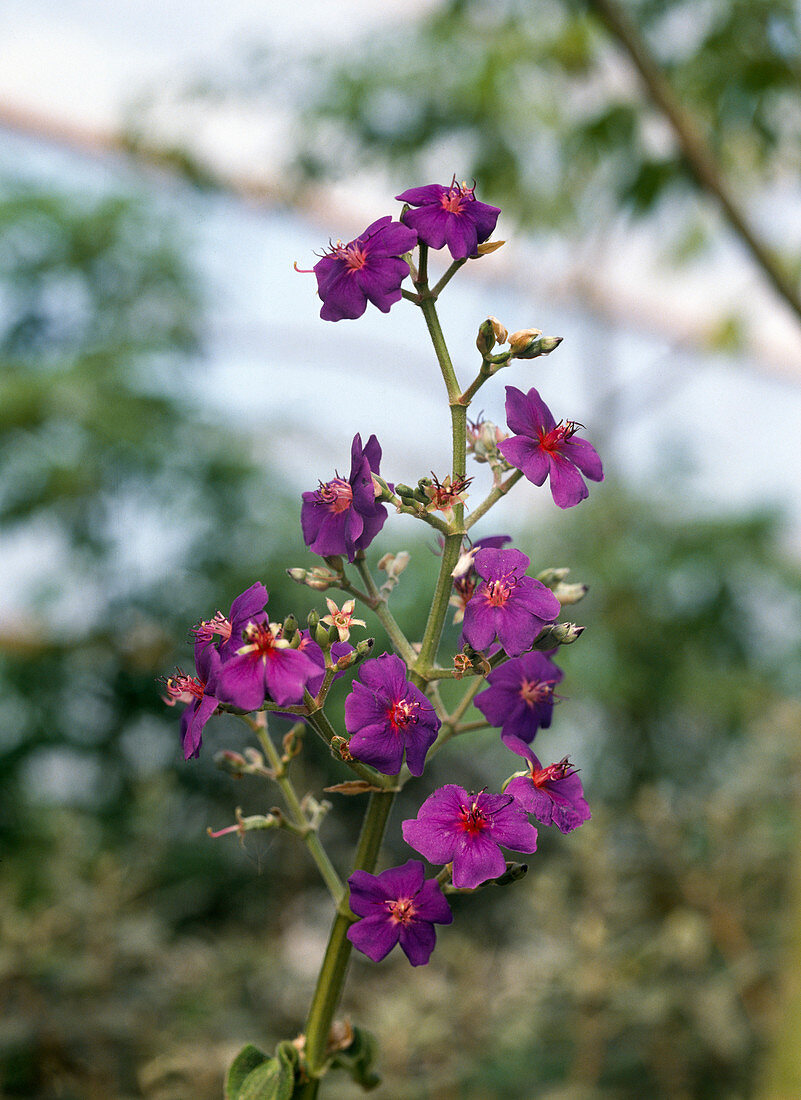 Tibouchina grandiflora