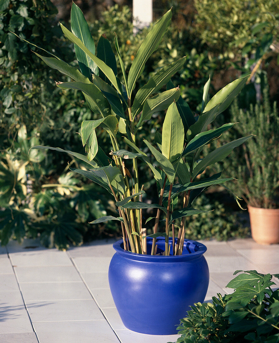 Hedychium gardnerianum