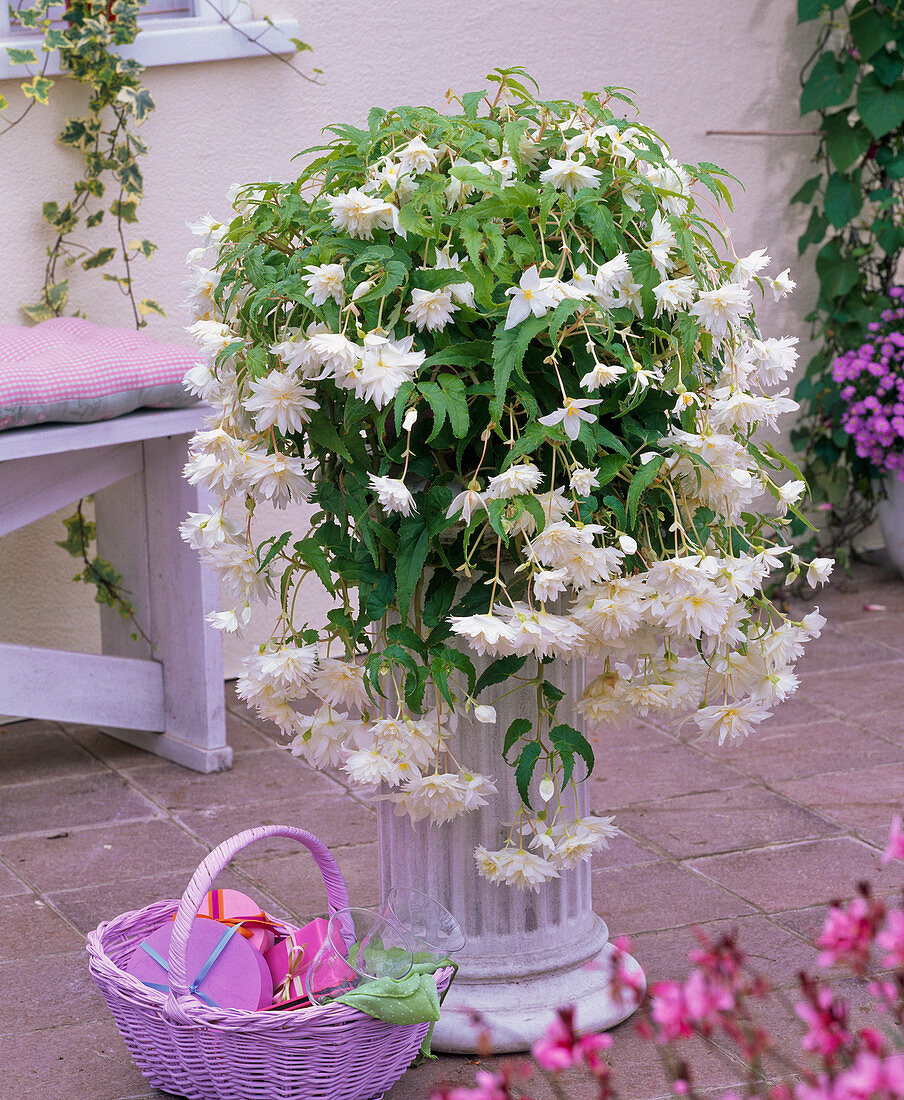 Begonia 'Illumination' (garland begonia), white flowering