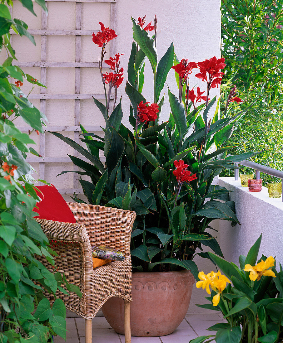 Canna indica (Indian flower cane), red and yellow