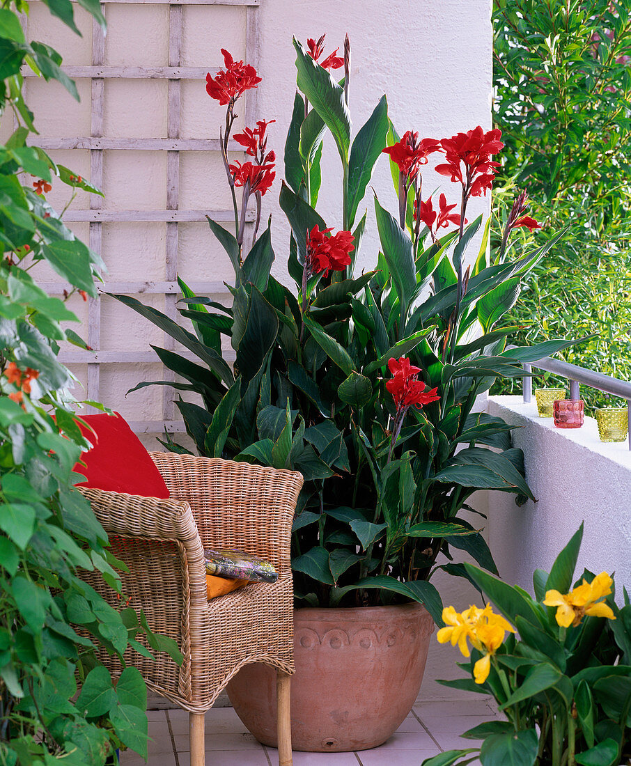 Canna indica (Indisches Blumenrohr), rot und gelb