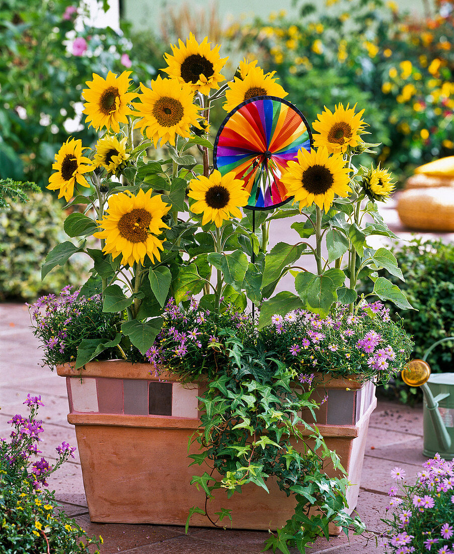 Helianthus (sunflower), Brachyscome (pink daisy)