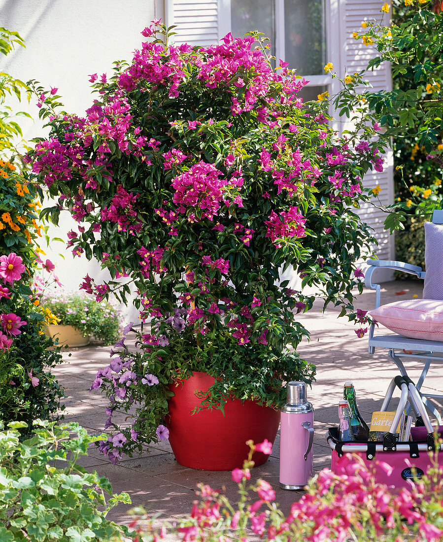 Bougainvillea underplanted with Petunia (Petunia), Hedera (Ivy)