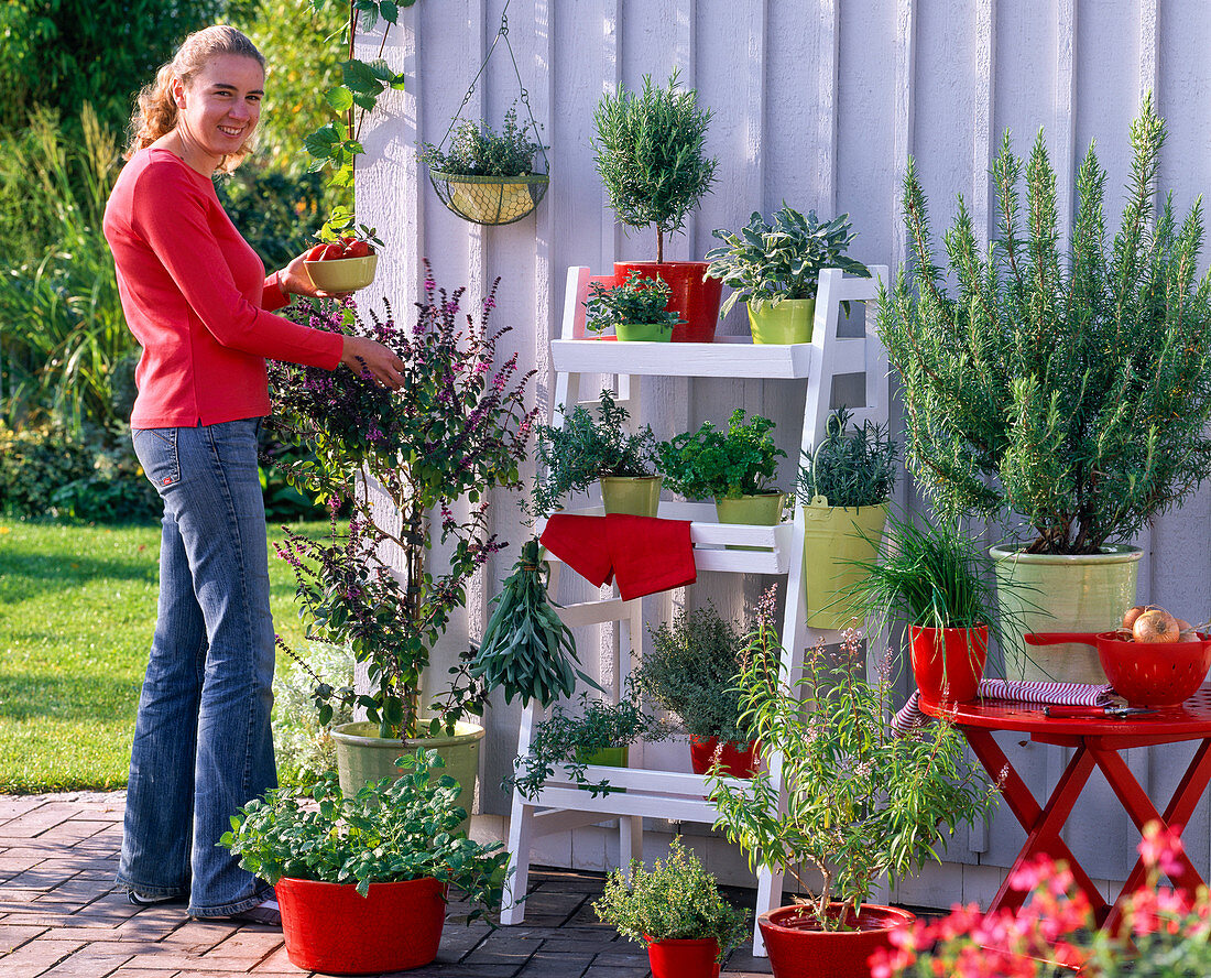 Herb terrace : Rosmarinus (rosemary), Ocimum (basil)