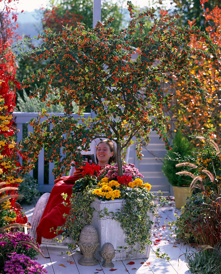 Cotoneaster (cotoneaster strain) underplanted