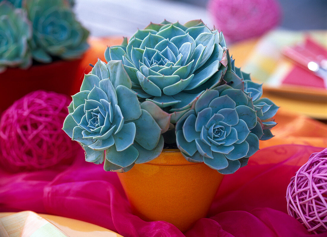 Echeveria in orangefarbenem Topf