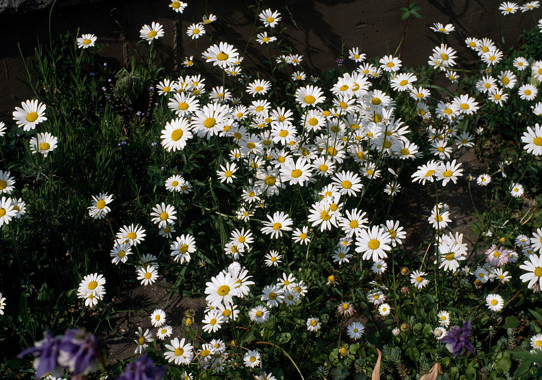 Chrysanthemum leucanthemum (Frühlingsmargerite)