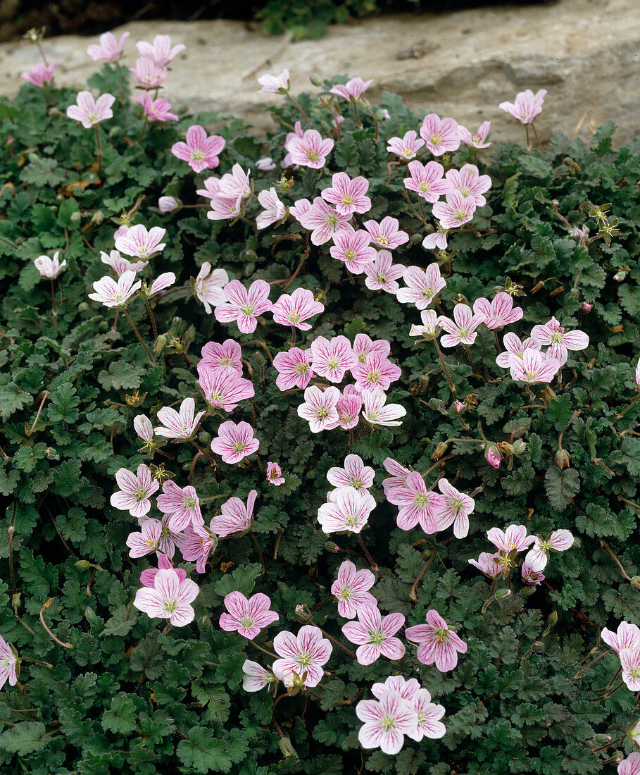 Erodium reichardii 'Bishop's Form' (Heron's beak)