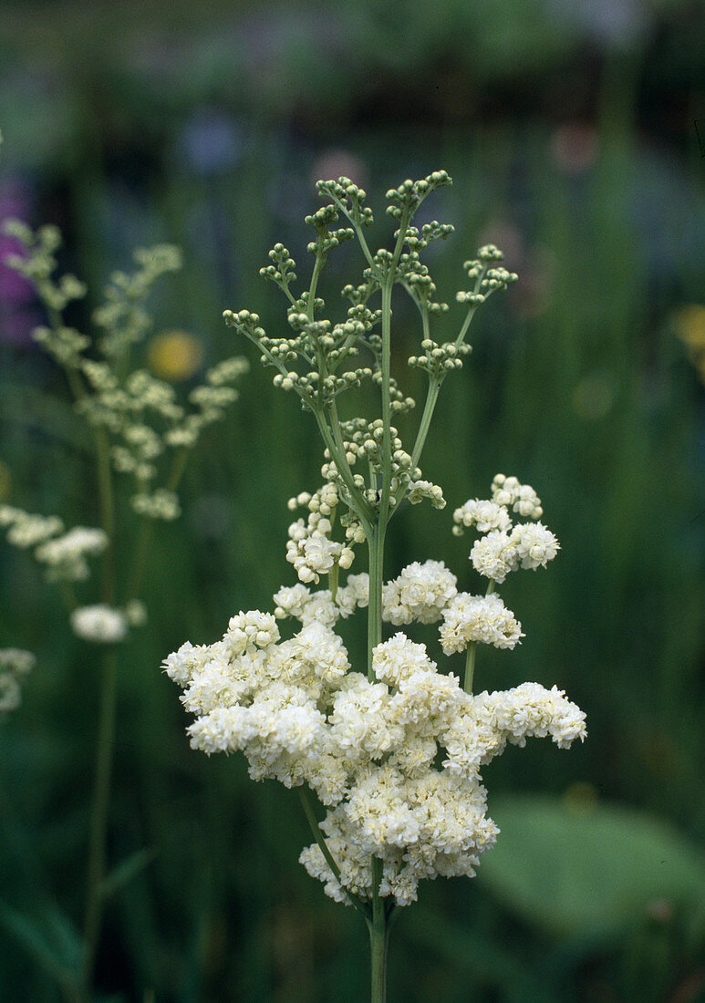 Filipendula ulmaria 'Plena' (Stuffed meadowsweet)