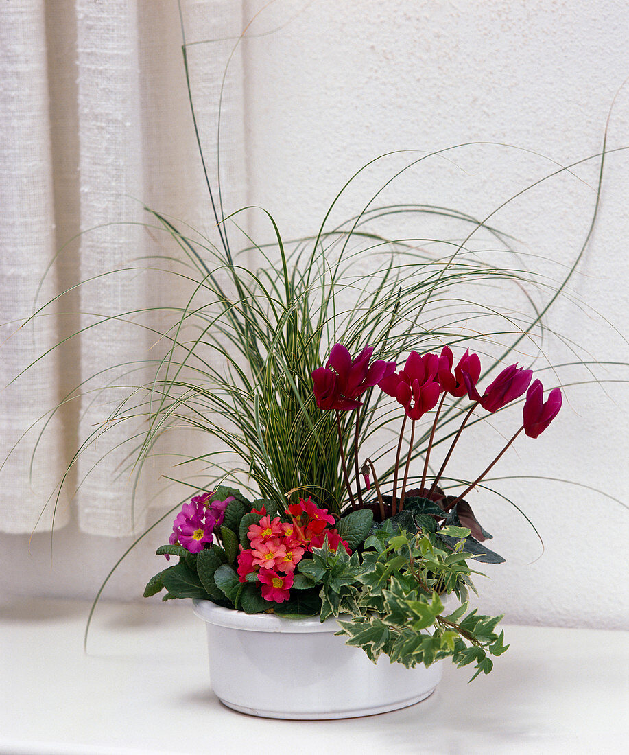 White bowl with Primula (spring primroses), Cyclamen (cyclamen)